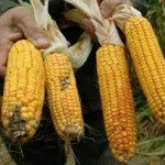 GMO #18