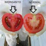 GMO #29