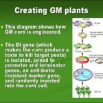 GMO #3