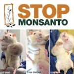 GMO #33