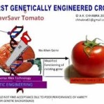 GMO#30